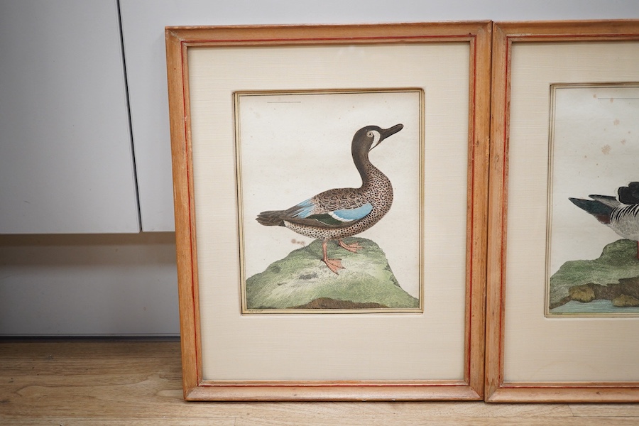 After F.N. Martinet (French, 1731-1800), set of four coloured engravings, ducks, 20 x 16cm. Condition - good